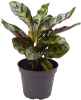 Calathea lancifolia (Pauwenplant) 10cm - afbeelding 1