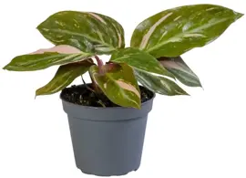 Calathea 'Magic star'  (Pauwenplant) 15cm - afbeelding 1