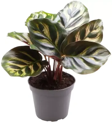 Calathea makoyana (Pauwenplant) 12cm - afbeelding 1