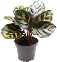 Calathea makoyana (Pauwenplant) 12cm - afbeelding 1