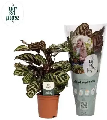 Calathea 'Makoyana' (Pauwenplant) 50cm - afbeelding 1