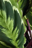 Calathea 'Medallion' (Pauwenplant) 50cm - afbeelding 2