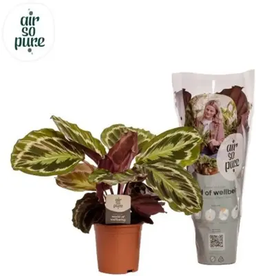 Calathea 'Medallion' (Pauwenplant) 50cm - afbeelding 1