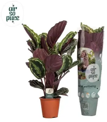 Calathea 'Medallion' (Pauwenplant) 85cm - afbeelding 1
