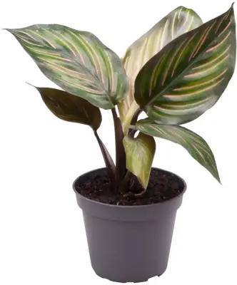 Calathea mieli (Pauwenplant) 12cm - afbeelding 1