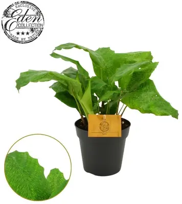 Calathea musaica 'Network' 30cm - afbeelding 1