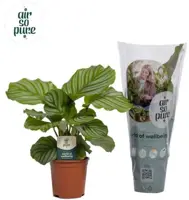 Calathea 'Orbifolia' (Pauwenplant) 50cm - afbeelding 1