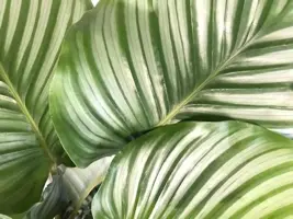 Calathea 'Orbifolia' (Pauwenplant) 50cm - afbeelding 2