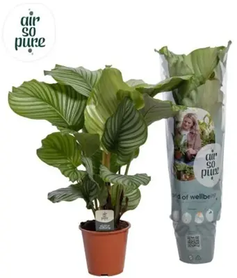 Calathea 'Orbifolia' (Pauwenplant) 85cm - afbeelding 1