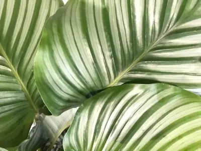 Calathea 'Orbifolia' (Pauwenplant) 85cm - afbeelding 2