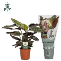 Calathea 'Ornata Sanderiana'  (Pauwenplant) 50cm - afbeelding 1
