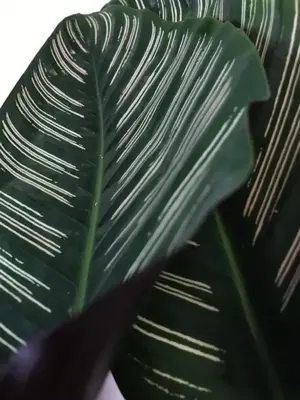 Calathea 'Ornata Sanderiana'  (Pauwenplant) 85cm - afbeelding 2