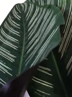 Calathea 'Ornata Sanderiana'  (Pauwenplant) 85cm - afbeelding 2