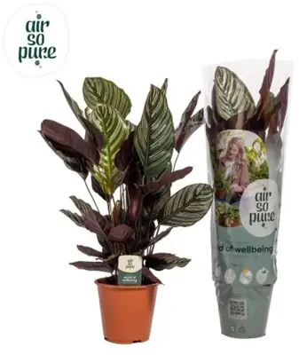 Calathea 'Ornata Sanderiana'  (Pauwenplant) 85cm - afbeelding 1