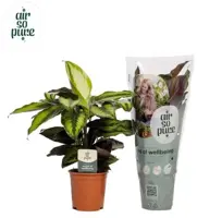 Calathea 'Pinstripe' (Pauwenplant) 50cm - afbeelding 1