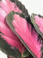Calathea 'Roseo Crimson' (Pauwenplant) 50cm - afbeelding 2