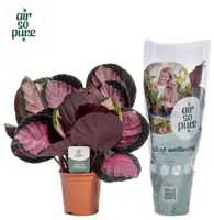 Calathea 'Roseo Crimson' (Pauwenplant) 50cm - afbeelding 1