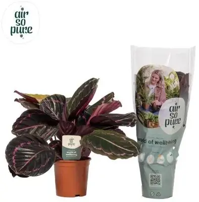 Calathea 'Roseo Dottie' (Pauwenplant) 50cm - afbeelding 1