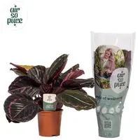 Calathea 'Roseo Dottie' (Pauwenplant) - Air so Pure 50cm - afbeelding 1