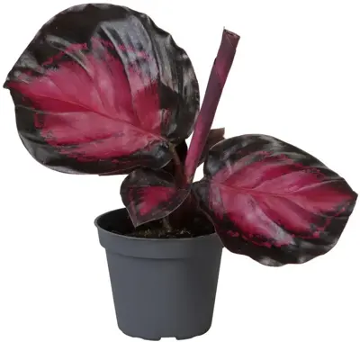 Calathea roseopicta 'Crimson' (Pauwenplant) 15cm - afbeelding 1
