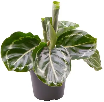 Calathea roseopicta 'Green' (Pauwenplant) 12cm - afbeelding 1