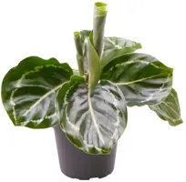 Calathea roseopicta 'Green' (Pauwenplant) 12cm - afbeelding 1