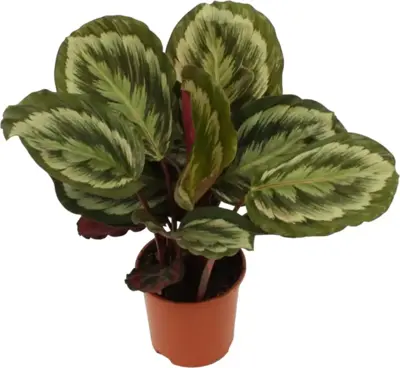 Calathea roseopicta 'Mysty' (Pauwenplant) 50cm - afbeelding 2