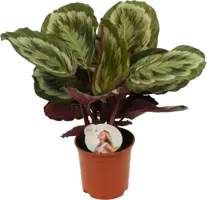 Calathea roseopicta 'Mysty' (Pauwenplant) 50cm - afbeelding 1