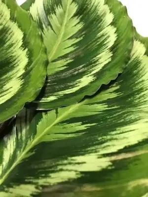 Calathea roseopicta 'Mysty' (Pauwenplant) 50cm - afbeelding 3