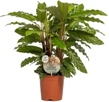 Calathea rufibarba 'Miroscha' (Pauwenplant) 50cm - afbeelding 1