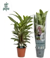 Calathea rufibarba 'Mirosha' (Pauwenplant) 85cm - afbeelding 1