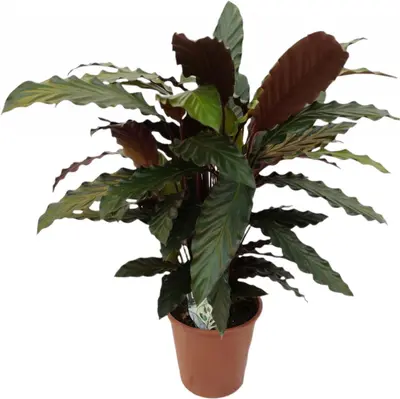 Calathea rufibarba (Pauwenplant) 60cm - afbeelding 1