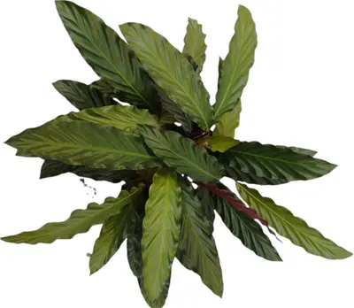 Calathea rufibarba (Pauwenplant) 60cm - afbeelding 3