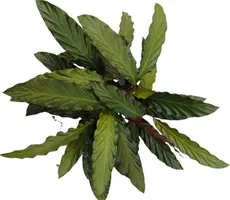 Calathea rufibarba (Pauwenplant) 60cm - afbeelding 3