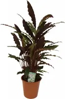 Calathea rufibarba (Pauwenplant) 60cm - afbeelding 2