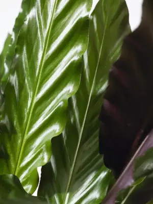 Calathea rufibarba (Pauwenplant) 85cm - afbeelding 2
