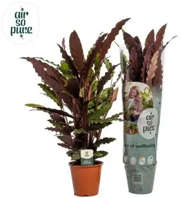 Calathea rufibarba (Pauwenplant) 85cm - afbeelding 1