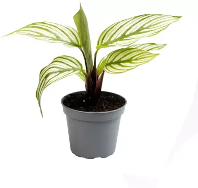 Calathea vittata (Pauwenplant) 14cm - afbeelding 1
