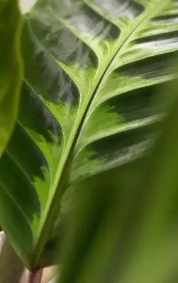 Calathea 'Warscewiczii' (Pauwenplant) 85cm - afbeelding 2