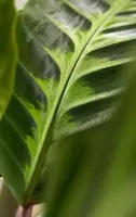 Calathea 'Warscewiczii' (Pauwenplant) 85cm - afbeelding 2