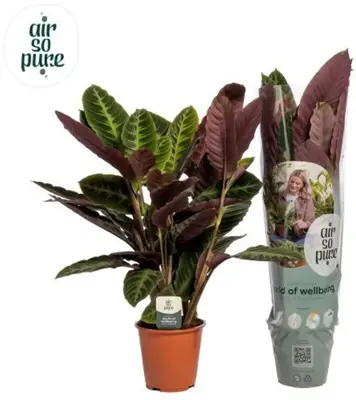 Calathea 'Warscewiczii' (Pauwenplant) 85cm - afbeelding 1