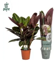Calathea 'Warscewiczii' (Pauwenplant) 85cm - afbeelding 1