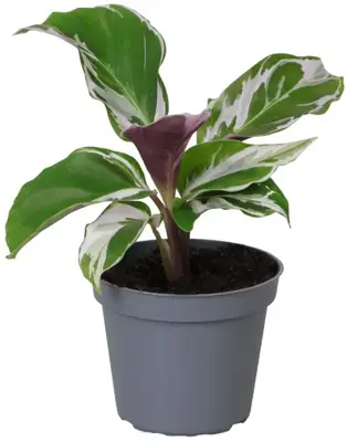 Calathea 'White Miracle' (Pauwenplant) 15cm - afbeelding 1
