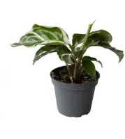 Calathea 'White Miracle' (Pauwenplant) 15cm - afbeelding 2