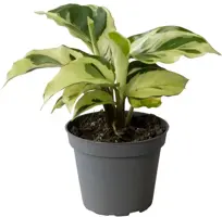 Calathea 'Yellow Miracle' (Pauwenplant) 15cm - afbeelding 1