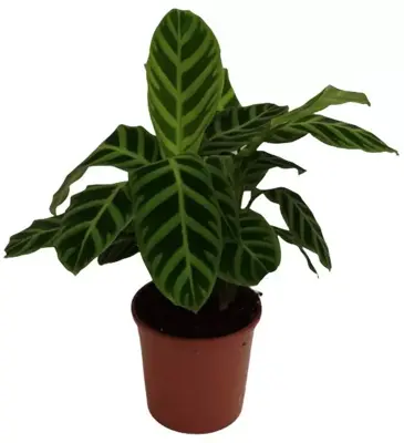 Calathea (Zebraplant) 50cm - afbeelding 2