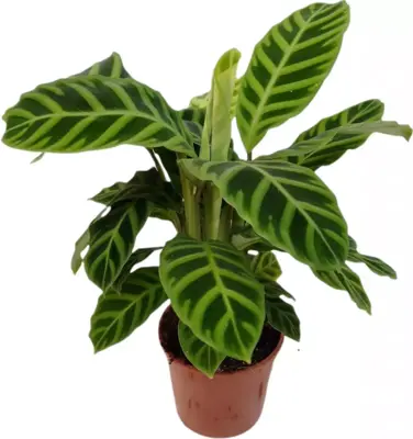Calathea (Zebraplant) 50cm - afbeelding 1