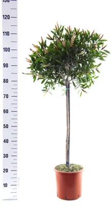 Callistemon splendens p20 - afbeelding 1