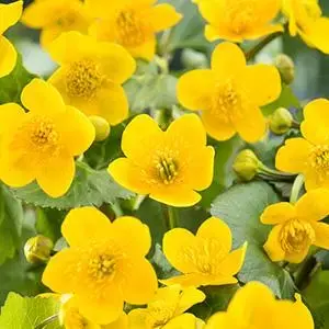 Caltha palustris (Dotterbloem) - afbeelding 2