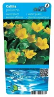 Caltha palustris (Dotterbloem) - afbeelding 1